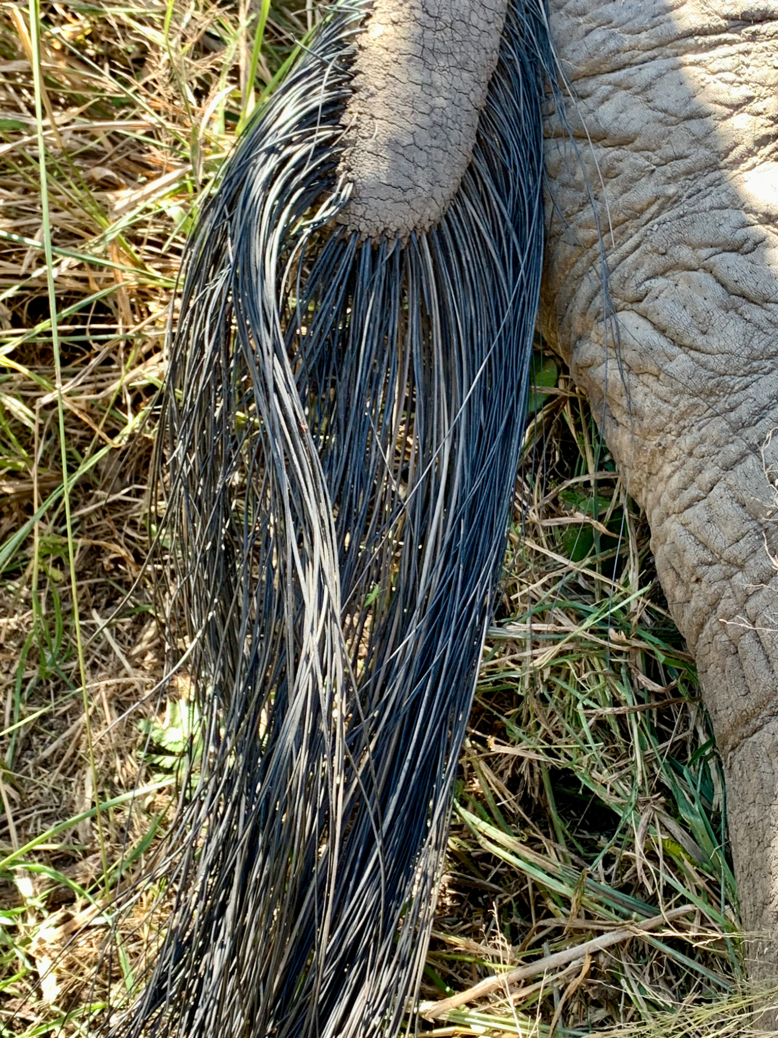 Elephant tail